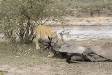 Nằm gọn dưới nanh vuốt sư tử, linh dương thoát chết theo kịch bản khó ngờ