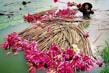 Xốn xang mùa nước nổi Châu Đốc