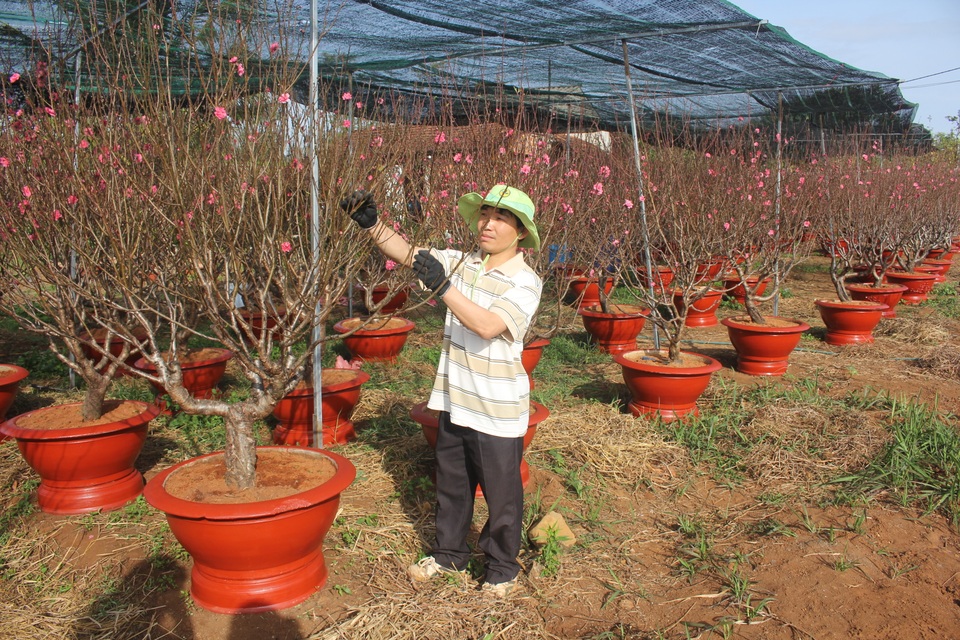 Về vùng đất đỏ banzan xem chàng trai gốc Bắc thổi hồn vào trăm gốc đào - 1 Về vùng đất đỏ banzan xem chàng trai gốc Bắc thổi hồn vào trăm gốc đào - 1
