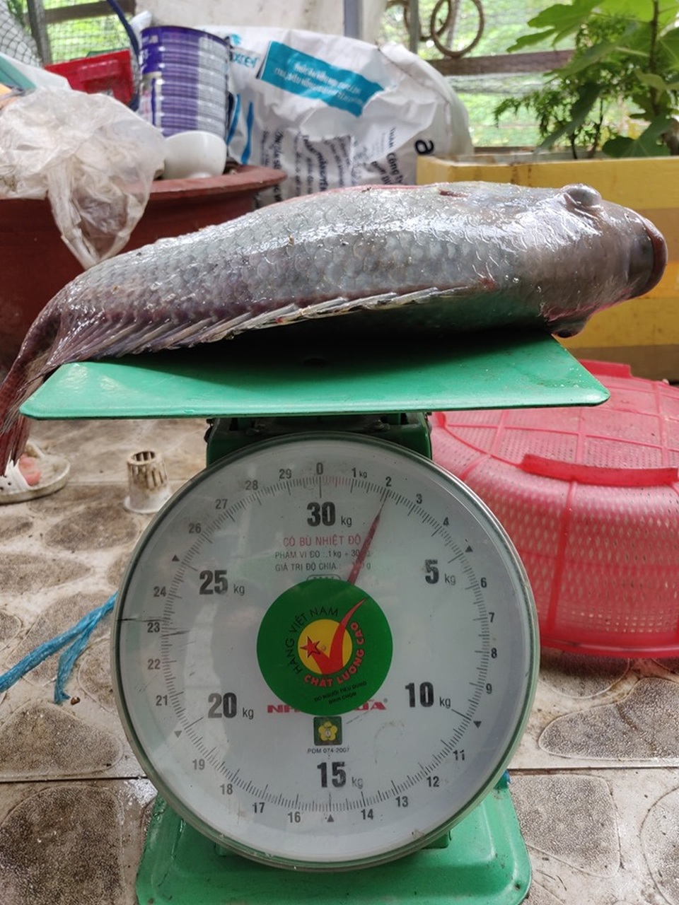 Ông chủ doanh nghiệp Đồng Nai chi 70 triệu trồng rau, nuôi cá trên sân thượng - 12 Ông chủ doanh nghiệp Đồng Nai chi 70 triệu trồng rau, nuôi cá trên sân thượng - 12