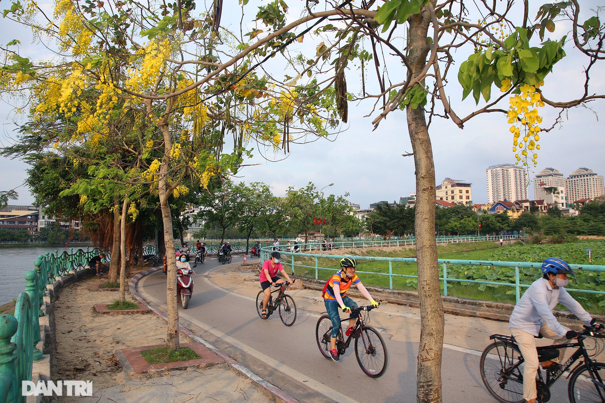 Hoa muồng hoàng yến đang nở đẹp rực rỡ tại Hà Nội - 8 Hoa muồng hoàng yến đang nở đẹp rực rỡ tại Hà Nội - 8
