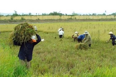 Mỗi năm “xóa sổ” gần 50.000 ha đất lúa