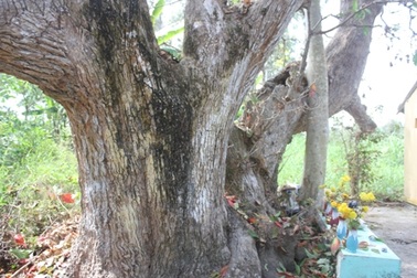 Cây lộc vừng 300 năm tuổi “độc” nhất đất miền Tây