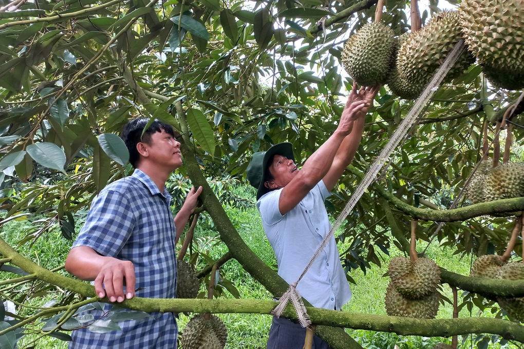 Chủ trại sầu riêng gốc Hà Nội thu lãi 15 tỷ đồng mỗi năm - 5 Chủ trại sầu riêng gốc Hà Nội thu lãi 15 tỷ đồng mỗi năm - 5