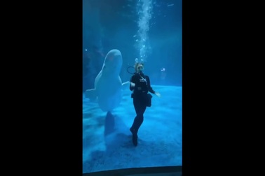 Cá voi trắng thể hiện màn "nhảy TikTok" với nữ thợ lặn