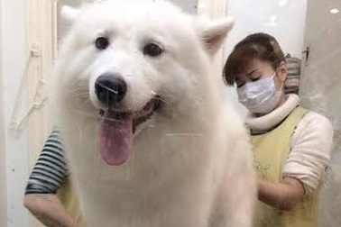 Kiếm bội tiền từ nghề “spa” cho chó
