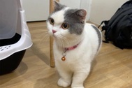 Cô gái ở Hà Nội bị doạ giết mèo cưng, nếu không trả 7,5 triệu tiền chuộc