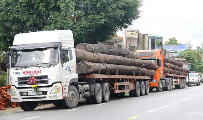 Các xe container vận chuyển gỗ khủng không rõ nguồn gốc bị tạm giữ. 