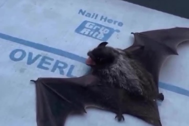 Dơi phát ra sóng siêu âm làm rung ống kính smartphone