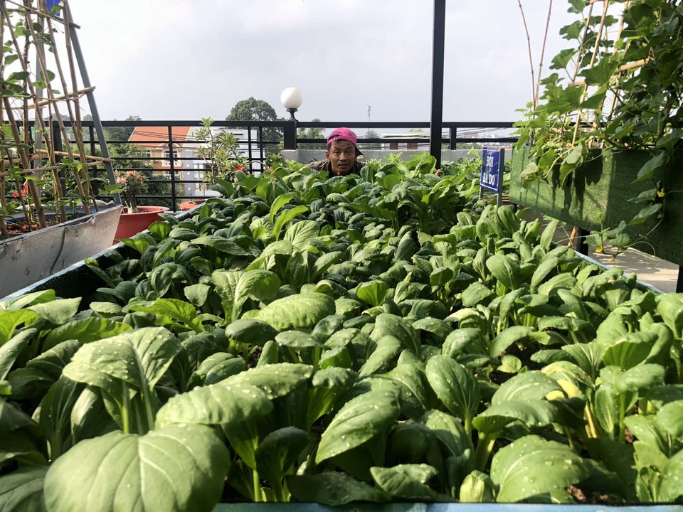 Doanh nhân 7x đào ao trồng sen đẹp hút hồn trên sân thượng 400m2 ở Sài Gòn - 13 Doanh nhân 7x đào ao trồng sen đẹp hút hồn trên sân thượng 400m2 ở Sài Gòn - 13