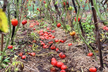 Cà chua rụng đỏ gốc, bắp cải nở bung, cho không ai lấy