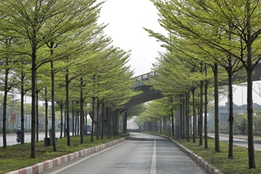 Xanh mát những cung đường mùa xuân trong lòng Hà Nội