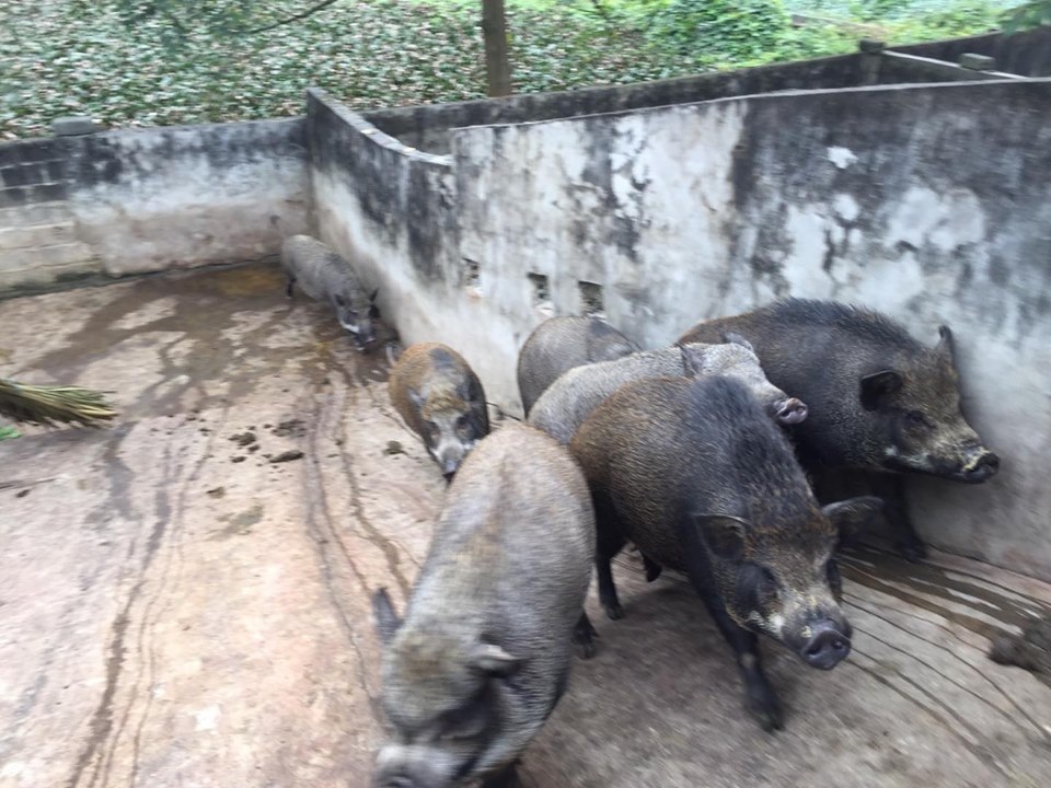 Giữa lúc giá lợn leo thang, nuôi lợn rừng bán 1 con lãi 1 chỉ vàng - 4 Giữa lúc giá lợn leo thang, nuôi lợn rừng bán 1 con lãi 1 chỉ vàng - 4