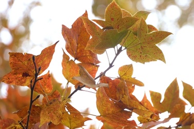 Lạc bước nơi rừng phong lá đỏ lâu đời nhất Việt Nam