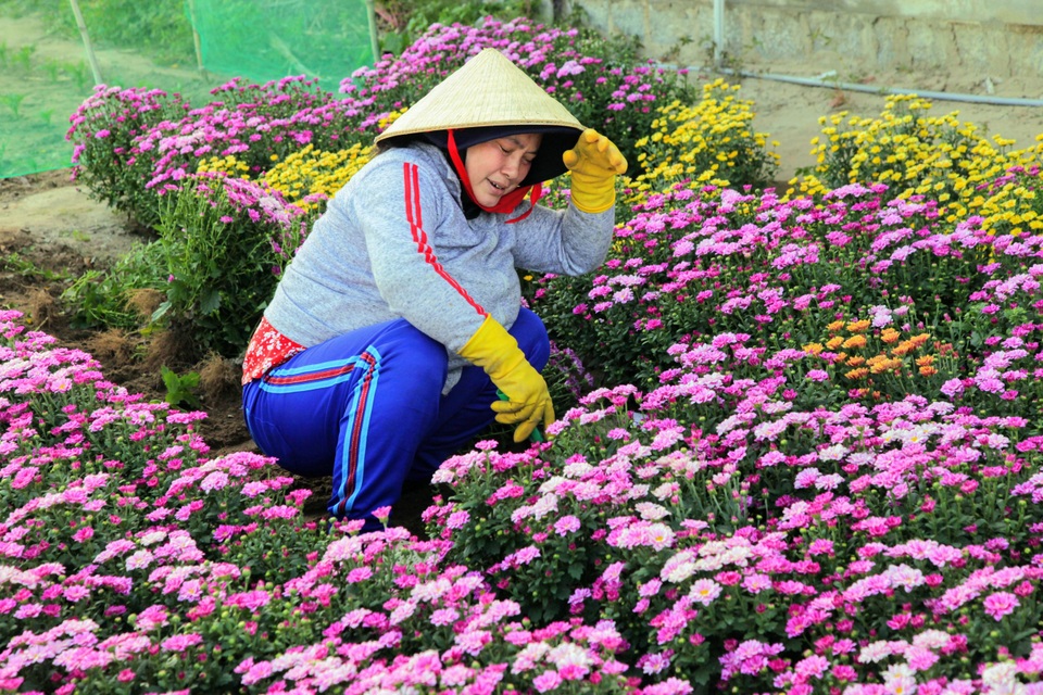Nông dân làng hoa Mỹ Bình phấn khởi vì hoa Tết được giá - 5 Nông dân làng hoa Mỹ Bình phấn khởi vì hoa Tết được giá - 5