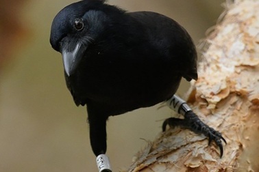 Quạ có thể đánh giá được trọng lượng vật thể