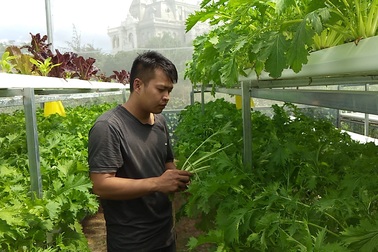 Lấy tiền cưới làm rau thủy canh, 9X kiếm cả triệu đồng mỗi ngày