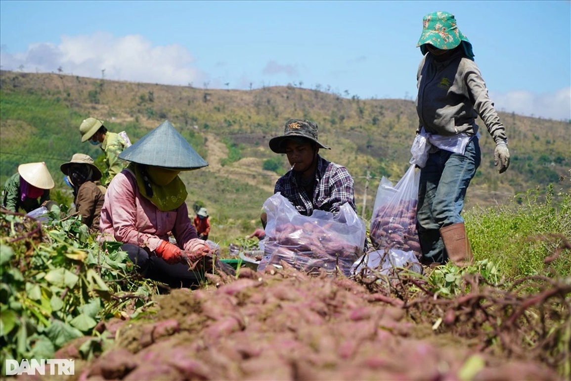 Nông dân thu 150-200 triệu đồng/ha nhờ thứ củ xuất xứ từ nước ngoài - 5 Nông dân thu 150-200 triệu đồng/ha nhờ thứ củ xuất xứ từ nước ngoài - 5