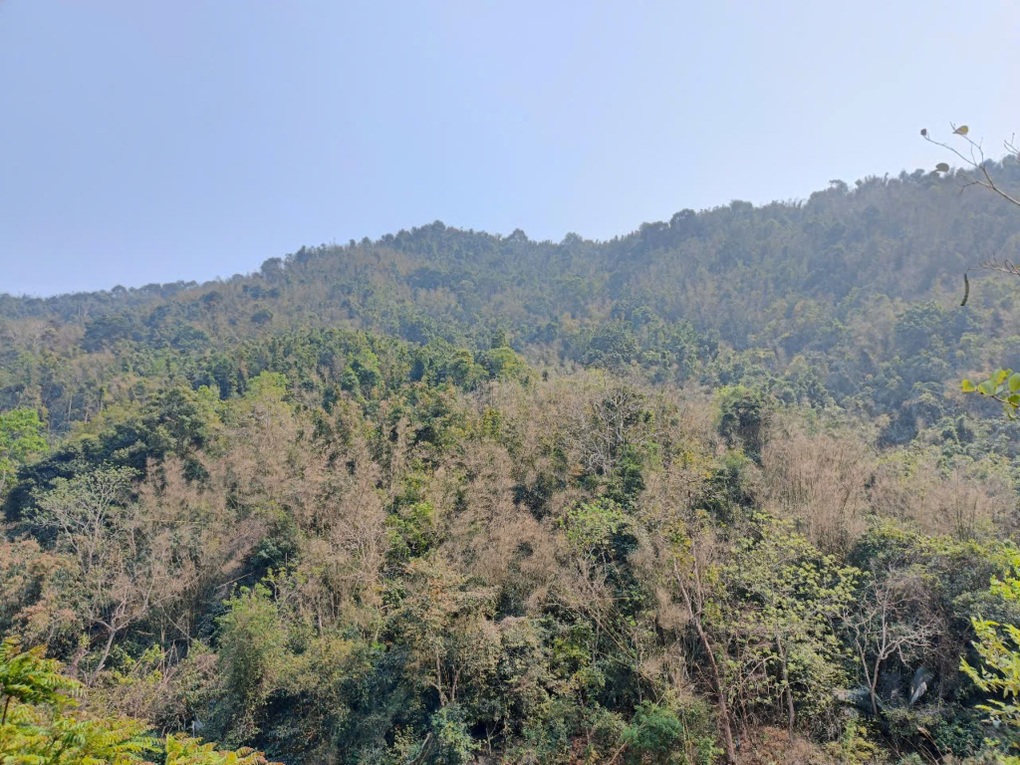 Hàng nghìn ha vàng xanh chết dần, nông dân lo tái nghèo - 2 Hàng nghìn ha vàng xanh chết dần, nông dân lo tái nghèo - 2