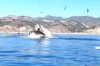 Thót tim khoảnh khắc cá voi lưng gù suýt nuốt chửng 2 người phụ nữ