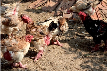 Vì sao gà Đông Tảo lừng danh xứ Bắc?