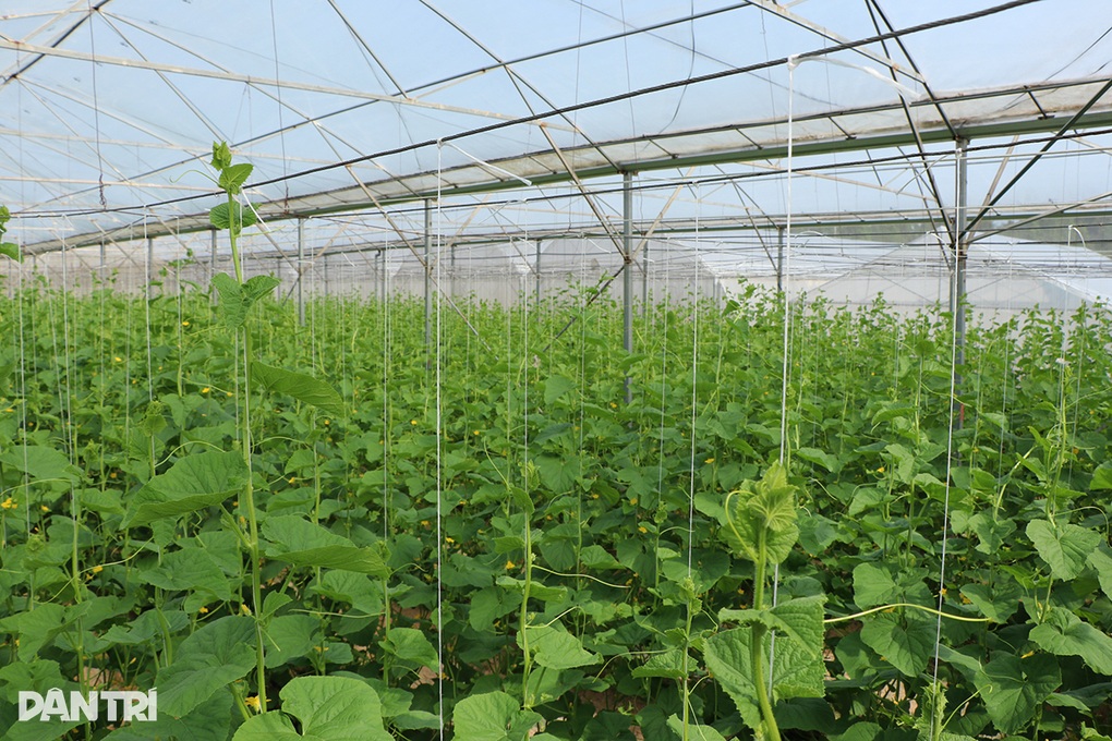Kỹ sư bỏ lương 50 triệu đồng về quê trồng dưa, không để thương lái ép giá - 2
