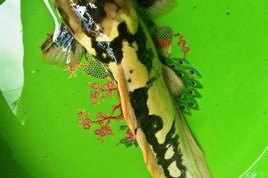 Nhiều người hiếu kỳ kéo đến xem cá trê có màu da lạ