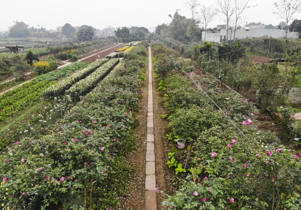 Chiêm ngưỡng gốc hồng cao tuổi giá 70 triệu đồng ở làng hoa Phù Vân - 1 Chiêm ngưỡng gốc hồng cao tuổi giá 70 triệu đồng ở làng hoa Phù Vân - 1