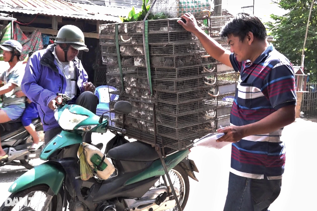 Chợ chuột lớn nhất miền Tây gom 5 tấn mỗi ngày vẫn không đủ bán - 2 Chợ chuột lớn nhất miền Tây gom 5 tấn mỗi ngày vẫn không đủ bán - 2