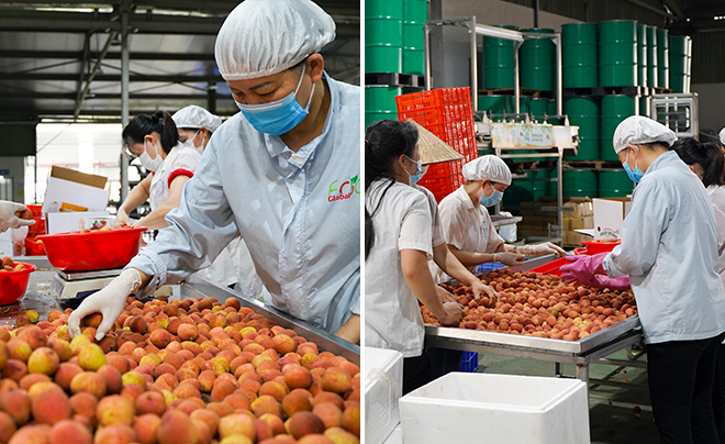 Nói giải cứu vải thiều Bắc Giang là làm tổn thương người trồng - 13 Nói giải cứu vải thiều Bắc Giang là làm tổn thương người trồng - 13
