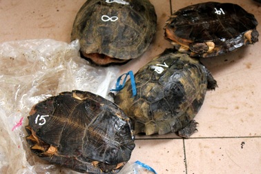 Tê tê, rùa quý “đi” Carmry