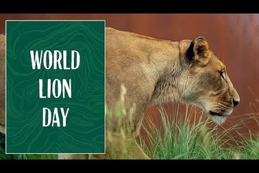 Tham quan vườn thú Taronga