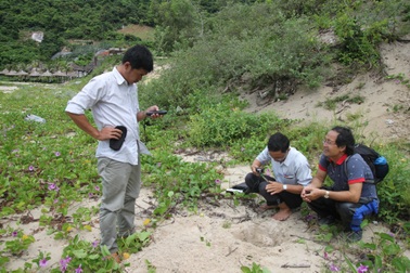 Lập khu bảo tồn rùa biển ở Cù Lao Chàm