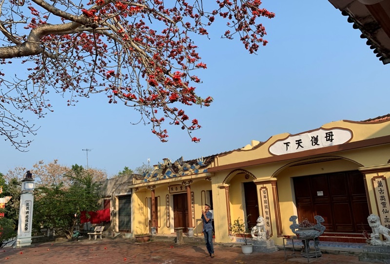 Ngắm cây hoa gạo cổ thụ trước sân đền hàng trăm năm tuổi - 9 Ngắm cây hoa gạo cổ thụ trước sân đền hàng trăm năm tuổi - 9