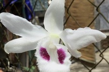 Lan đột biến tiền tỷ, giá trị thật hay chiêu trò thổi giá?