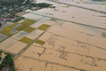 Mưa lụt hiếm gặp giữa hè, nông dân thiệt hại nặng nề