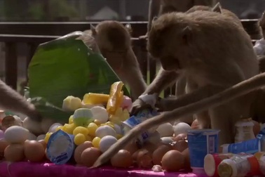 Hài hước xem khỉ lấy cắp tóc người để... làm vệ sinh răng miệng