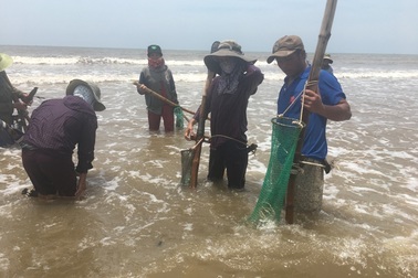 Nghề đi lùi cào ngao ở biển Quỳnh xứ Nghệ, kiếm 300 ngàn/ngày