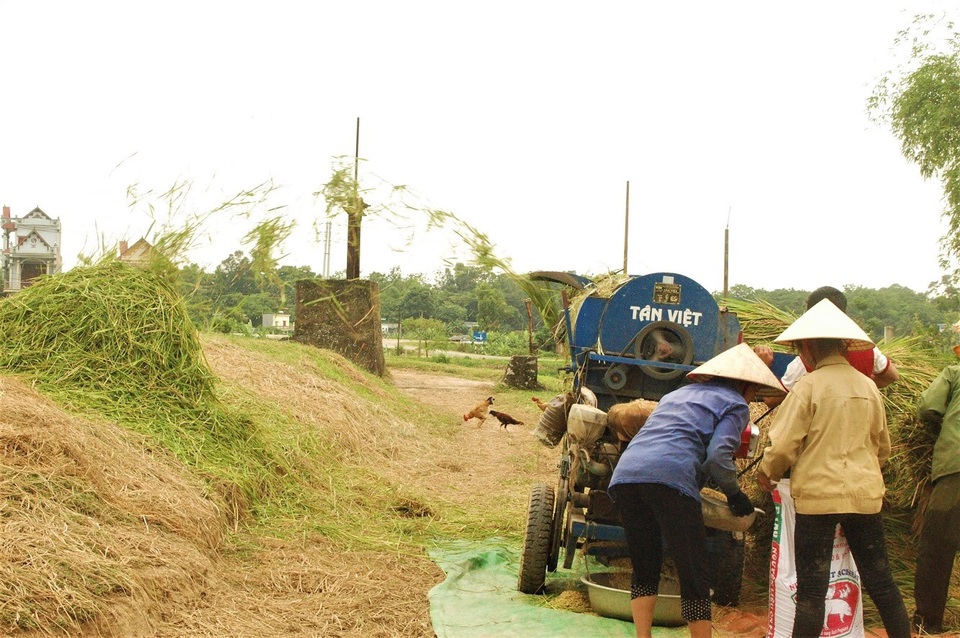 Rơm khô, vỏ trấu có giá bất ngờ trên sàn thương mại điện tử - 3 Rơm khô, vỏ trấu có giá bất ngờ trên sàn thương mại điện tử - 3