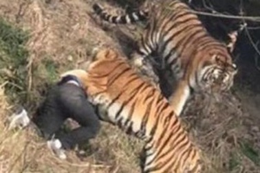 Bị hổ vồ chết vì trèo tường để trốn vé vào vườn thú