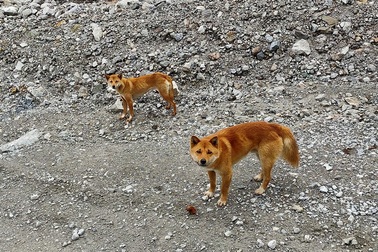 Loài chó “biết hát” bí ẩn của New Guinea xuất hiện lại trong tự nhiên