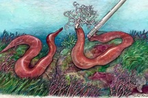 Kỳ lạ loài sinh vật nhỏ bé, nhưng dài hơn cả cá voi xanh