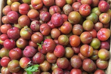 Mận hậu trái mùa, đắt hơn bò Mỹ vẫn "hút khách" dịp Tết