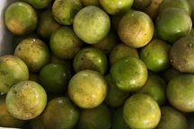 Một tháng buôn cam, chị gái công sở lãi 100 triệu tiêu Tết