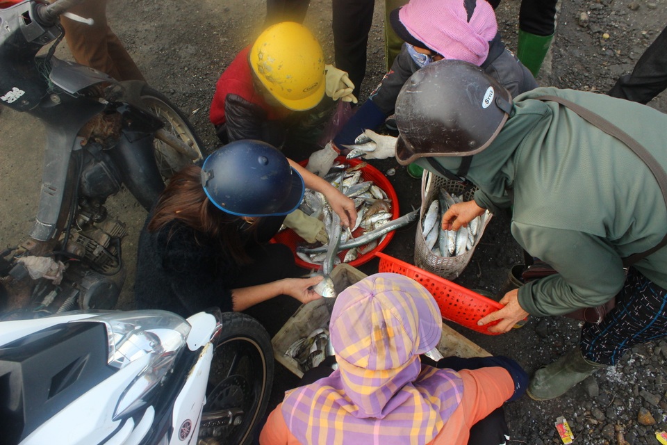 Hà Tĩnh: Mùa cá cháo bãi ngang những ngày cuối năm 2020 - 9 Hà Tĩnh: Mùa cá cháo bãi ngang những ngày cuối năm 2020 - 9