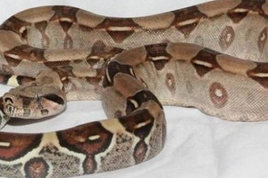 Ăn cắp trăn, giấu vào quần để trốn thoát