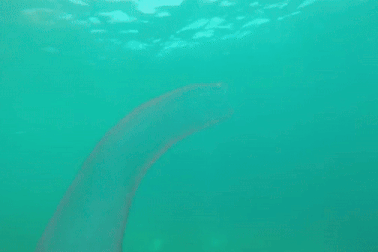 “Quái vật đại dương” dài gần 20m dưới biển sâu