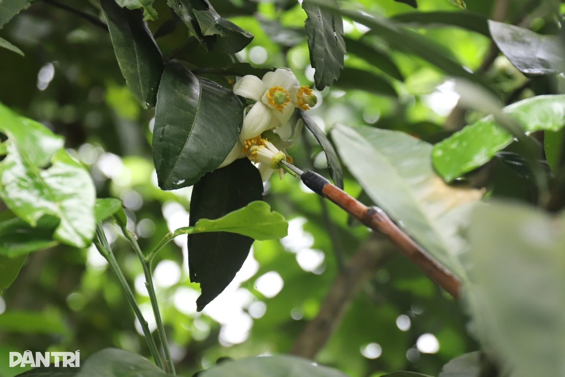 Bí quyết se duyên cho cây đặc sản để tăng năng suất gấp 3 lần - 10 Bí quyết se duyên cho cây đặc sản để tăng năng suất gấp 3 lần - 10
