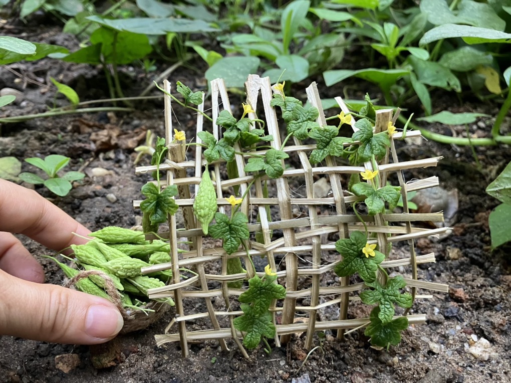 Độc đáo mẹ đảm Bình Dương tự trồng rau quả từ đất sét thu tiền triệu - 6 Độc đáo mẹ đảm Bình Dương tự trồng rau quả từ đất sét thu tiền triệu - 6