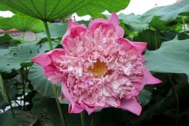 Sen bách diệp trăm cánh khoe sắc ở Hà Nội